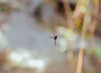 Spider on the web in Asian tropical forest