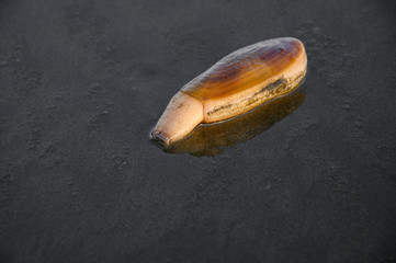 Freshly dug up razor clam laying on the wet sand on the beach at Ocean Shores, Washington State, USA © knelson20