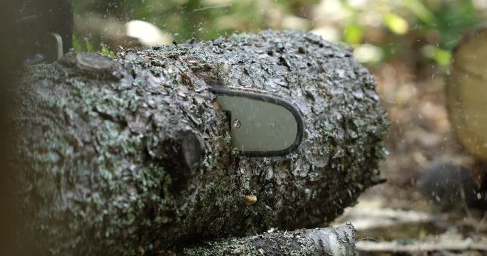 Slider shot of chainsaw working in forest cutting tree into smaller logs