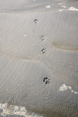 Dog paw prints in the wet sand on the beach at Ocean Shores, Washington State, USA