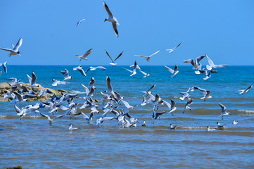 Seagulls fly in free