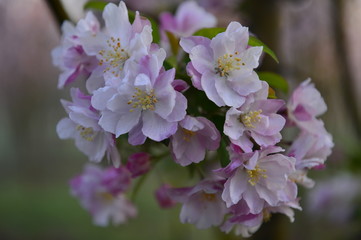 Chinese flowering crab-apple in spring