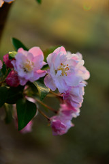 Fototapeta premium Chinese flowering crab-apple in spring