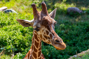 portrait of giraffe