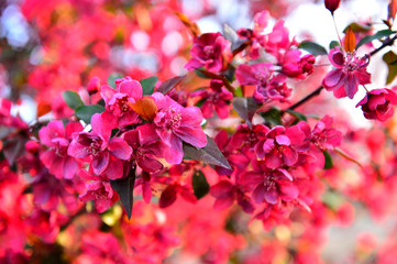 Chinese flowering crab-apple in spring