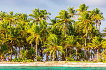 Palm trees on Caribbean Island