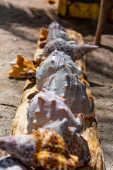 Large conch shells arranged for sale on San Blas Islands, Panama