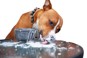 Dog drinks coffee from a cup at a table on a white background