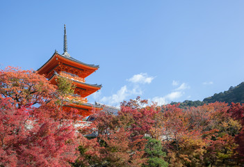 Naklejka premium Three-story pagoda in Kiyomizu-dera temple and fall foliage in Kyoto, Japan