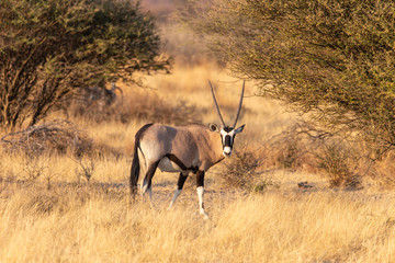 Oryx im Sonnenschein