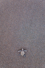 Overhead image of Baby Turtle with copy space