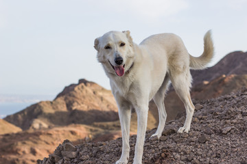 smiling adorable glad white dog portrait looking at camera and stay in mountains rocky wilderness windy environment  