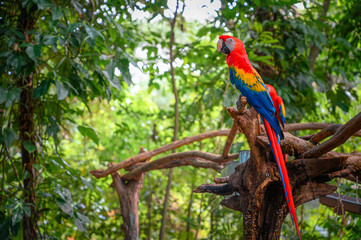 Scarlet macaw standing on a branch in the middle of the jungle