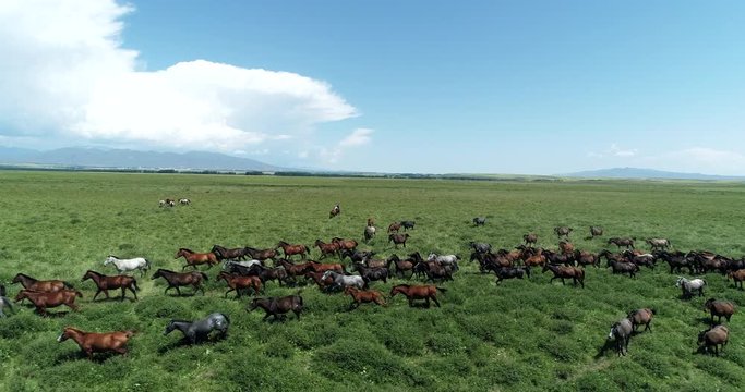 drone shot of a herd of horses running and grazing in the prairie grassland under blue sky on a sunny day in xinjiang, china