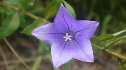 나팔꽃, 도라지꽃, 호박꽃