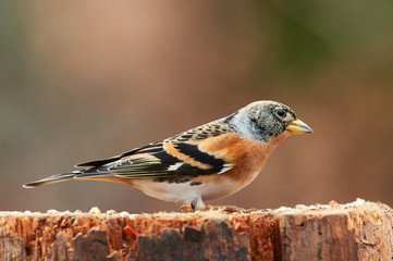 Beautiful male brambling (Fringilla montifringilla)