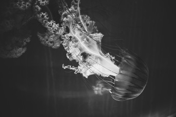jellyfish slowly moves like smoke