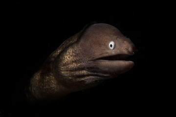 Moray eel