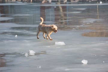 dog walking on frozen lake