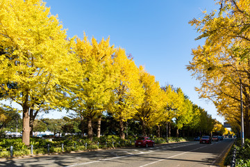 (神奈川県ｰ風景)山下公園通りのイチョウ並木３