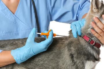 Veterinarian microchipping cute puppy on white background