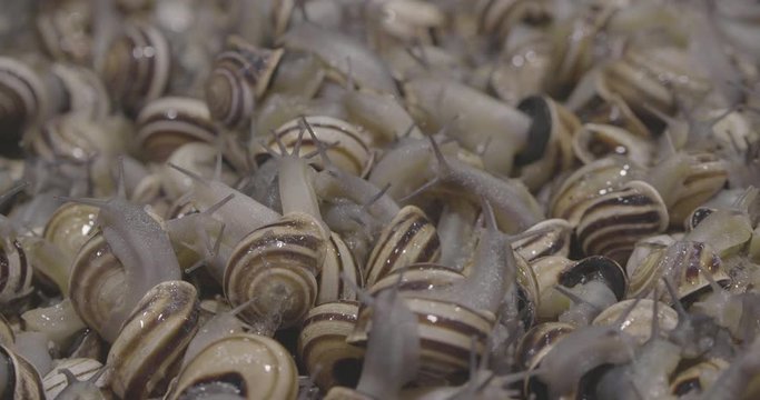 Snails being sold in a market, cabrillas, Caracoles