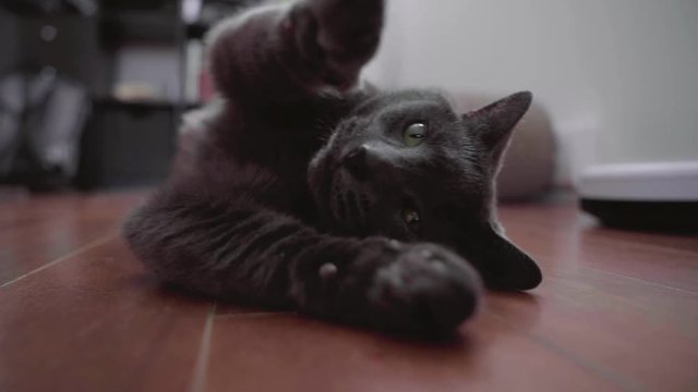 Male Russian Blue cat stretching on a floor, rolling on his back and showing off his claws. Shallow focus. Slow motion