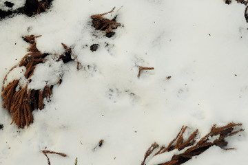 雪に覆われた大地