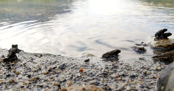 Baby Western Toad frogs hop and walk along the lake shore.  Toadlets are migrating.