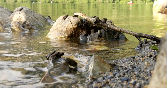 Toadlets resting on the lake shore as the Western toad migration continues.