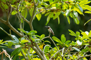 Fototapeta premium Male Ruby-Throated Hummingbird Sitting on Branch Looking Left
