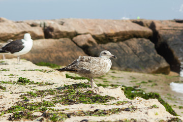 Juvenile Seagull with Seaweed and Rocks