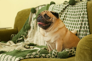 Cute pug dog on sofa at home