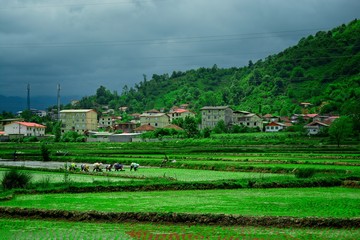 People working in rice fields in Gilan province in northern Iran.