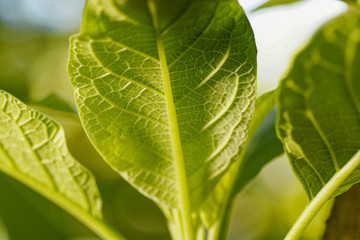 closeup of green leaf