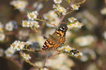 butterfly on flower