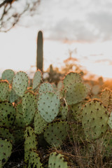 Cacti Drops