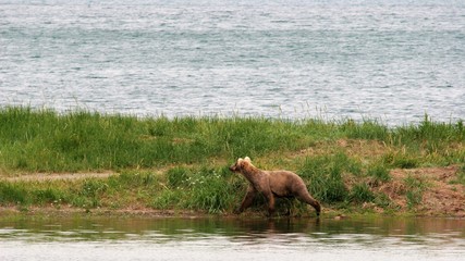 bear walking in the water