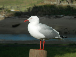 seagull on beach