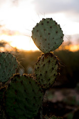 Cacti Drops