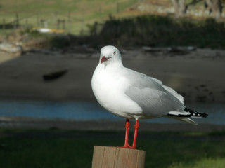 seagull on post in Somerset Tasmania 