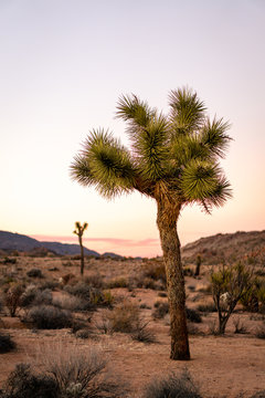 a lonely Joshua Tree during sunset
