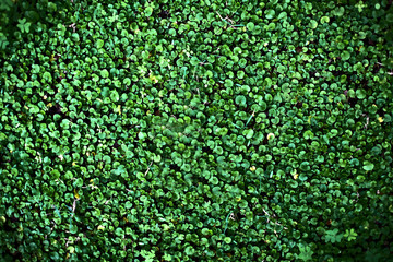 Surface of uniform small round green leaves, empty plain floral material for backgrounds and backdrops.