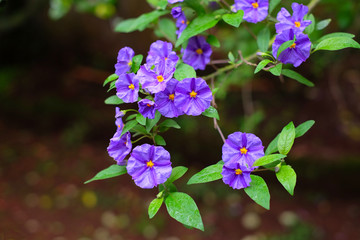 Purple flowers of a wild Solanum plant.