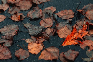 Fallen autumn leaves .