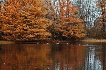 Autumn leaves changing colors with the seasons.