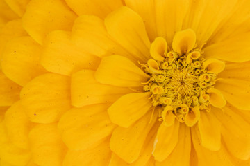 yellow flower close up