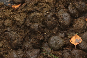 Fresh brown horse droppings