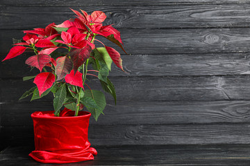 Christmas plant poinsettia on dark wooden background