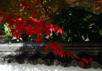 紅葉と白壁 / 山口県岩国市横山永興寺